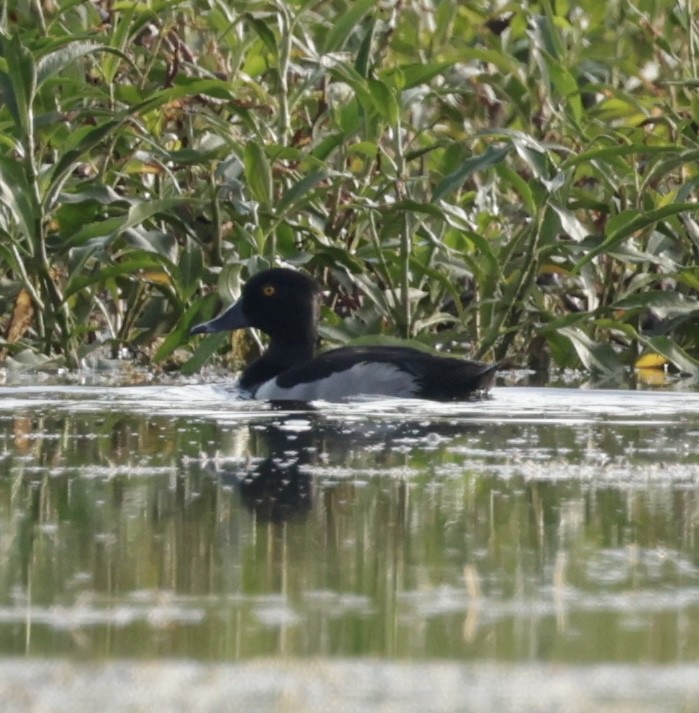 Ring-necked Duck - ML620774415