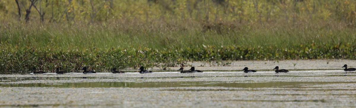 Ring-necked Duck - Pelin Karaca