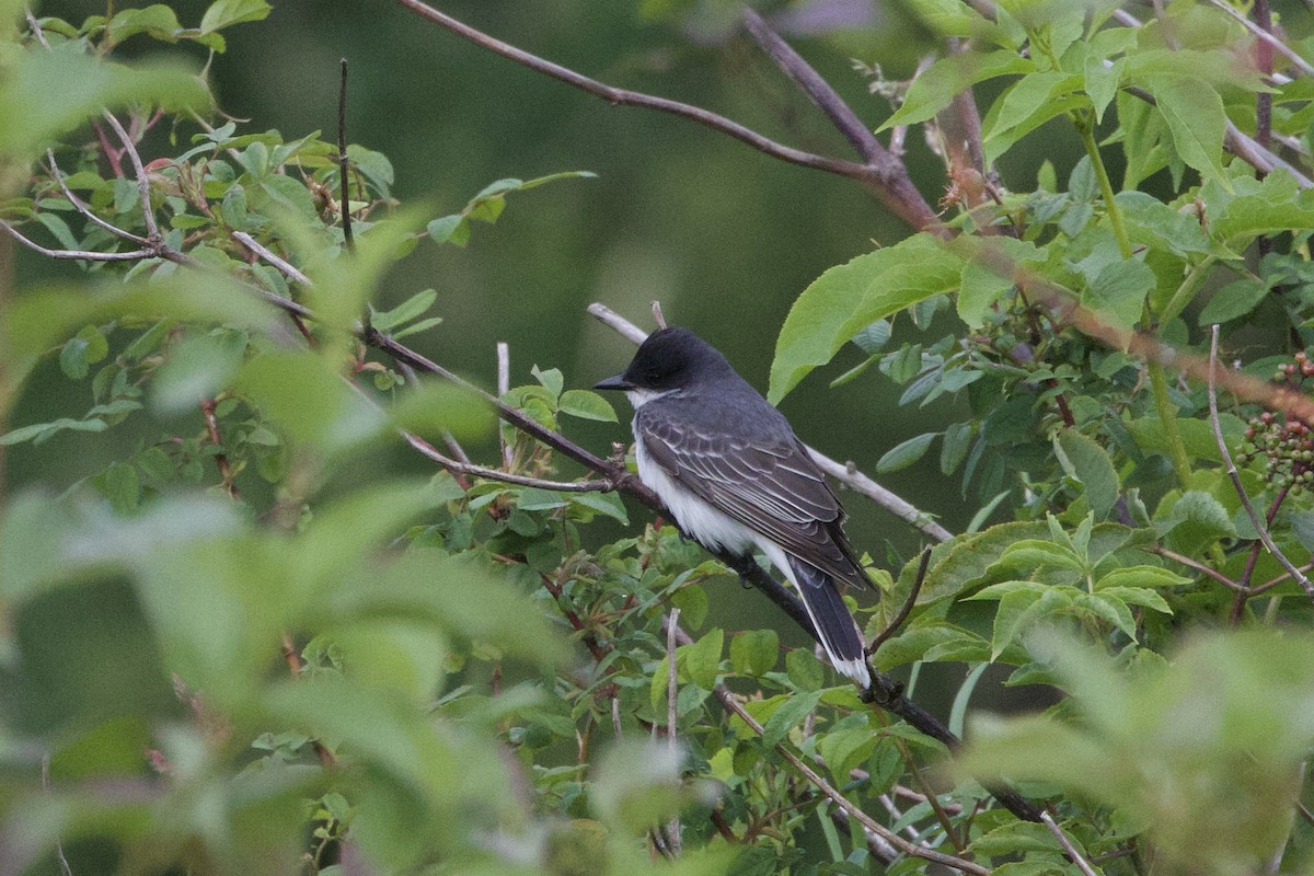 Eastern Kingbird - ML620774421