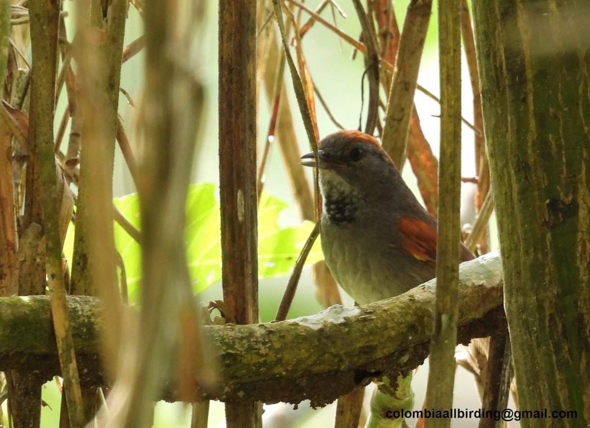 Dark-breasted Spinetail - ML620774422