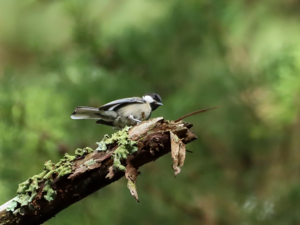 Japanese Tit - ML620774424