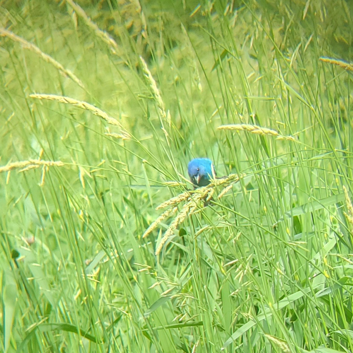 Indigo Bunting - ML620774425