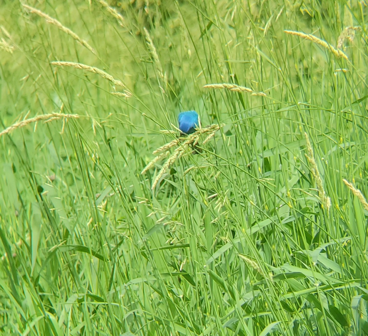 Indigo Bunting - ML620774426