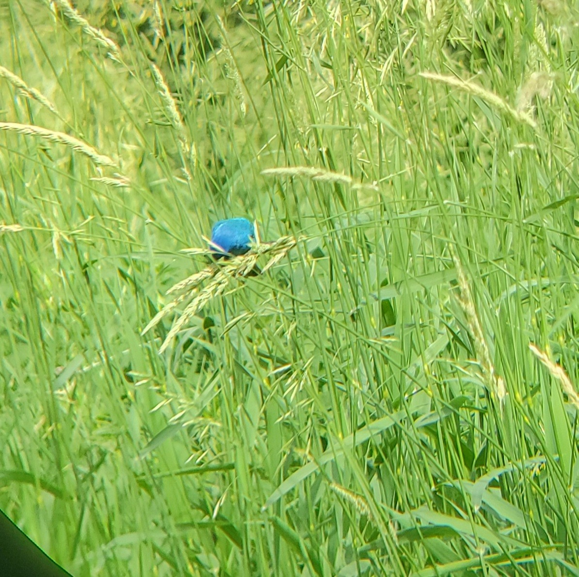 Indigo Bunting - ML620774427