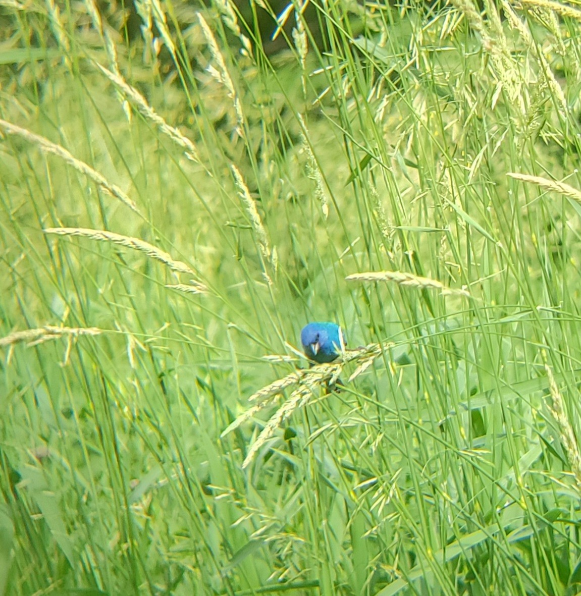 Indigo Bunting - ML620774428