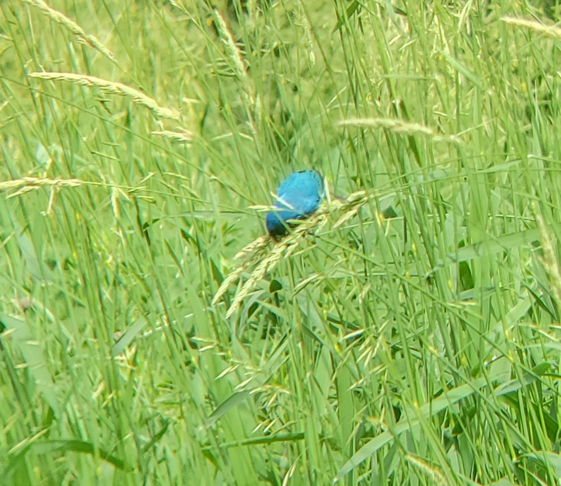 Indigo Bunting - ML620774430