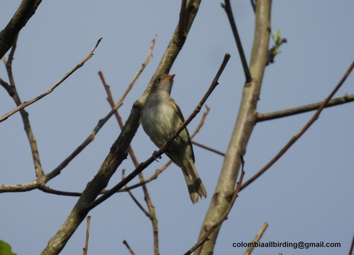 Small-billed Elaenia - Urias Edgardo  Gonzalez Carreño