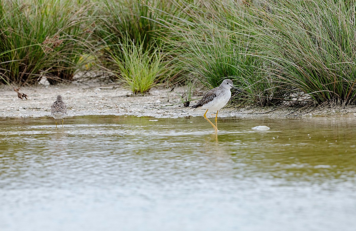 Greater Yellowlegs - Rolando Tomas Pasos Pérez