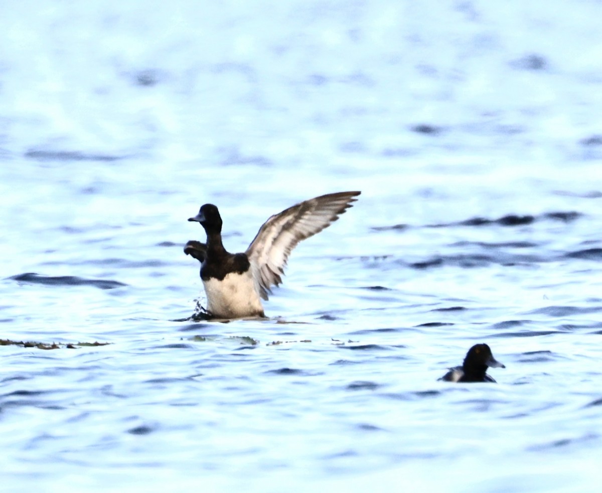 Lesser Scaup - ML620774435