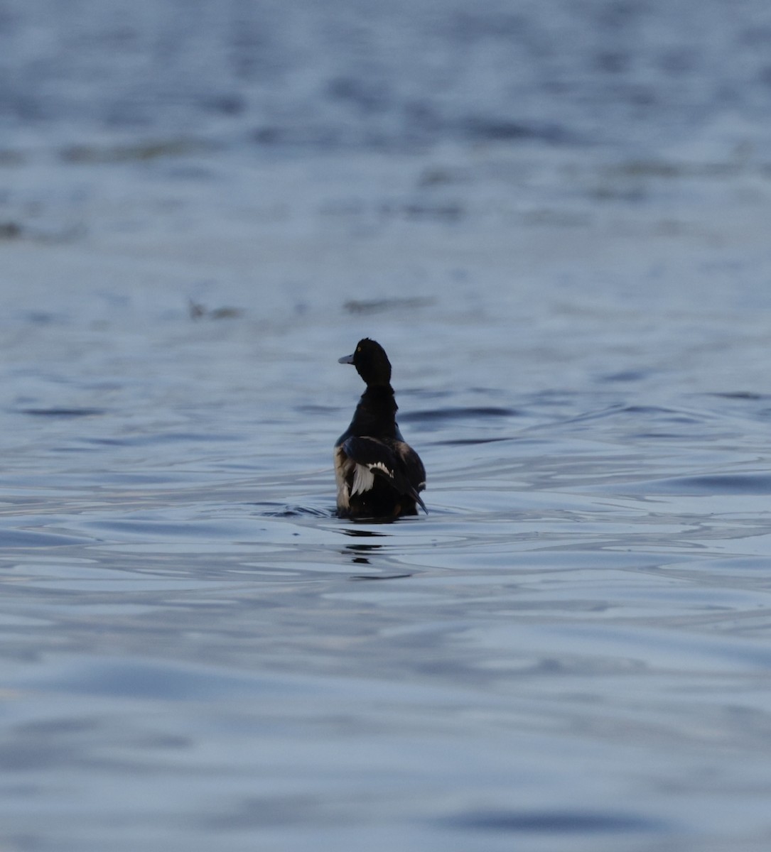 Lesser Scaup - ML620774436