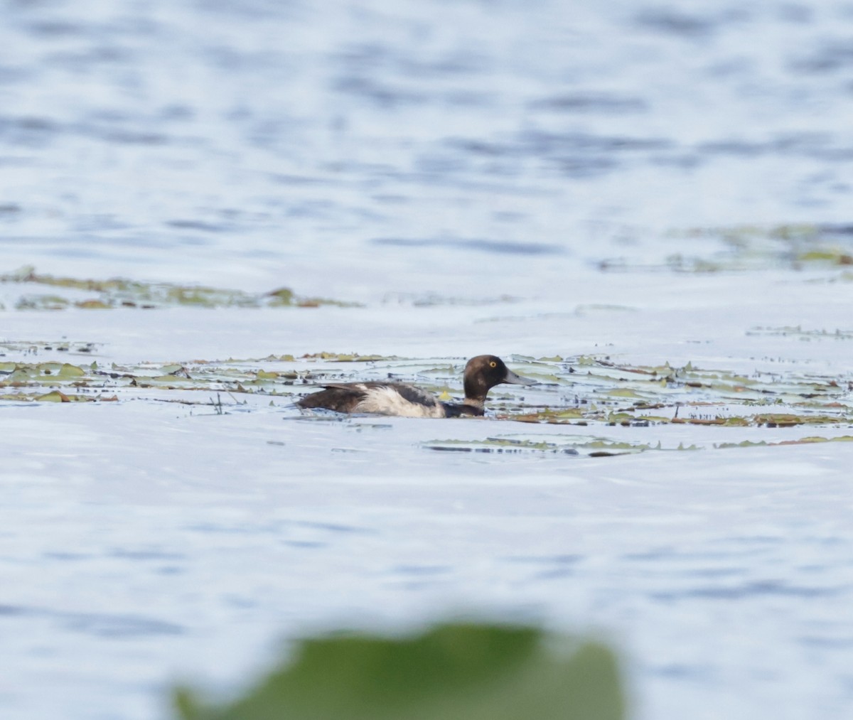 Lesser Scaup - ML620774437