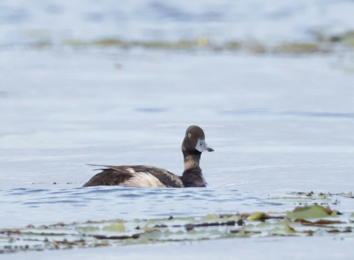 Lesser Scaup - ML620774438