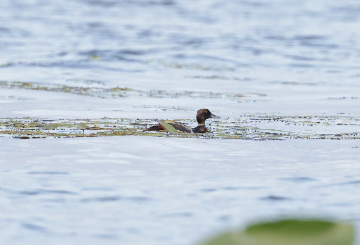 Lesser Scaup - ML620774439