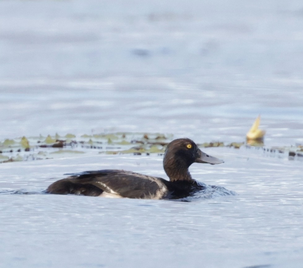 Lesser Scaup - ML620774441