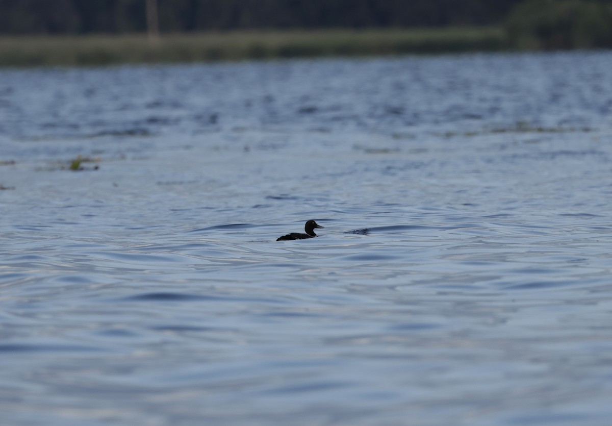 Lesser Scaup - ML620774442