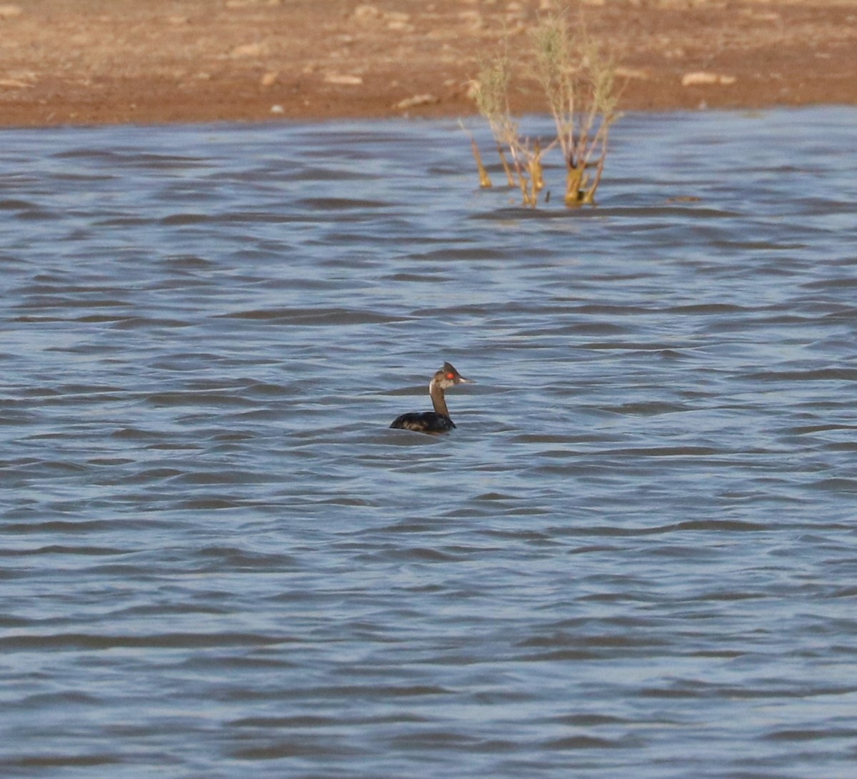 Eared Grebe - ML620774446