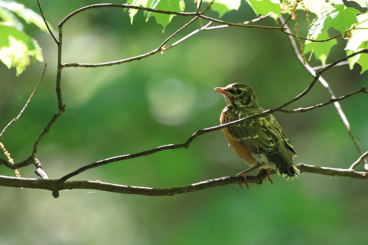 American Robin - ML620774461