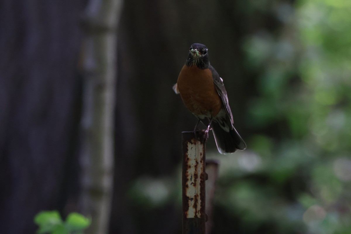 American Robin - ML620774462