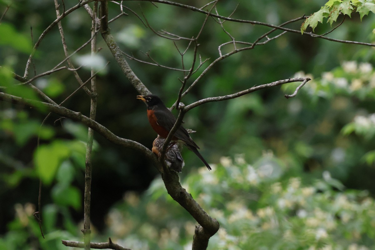 American Robin - ML620774463