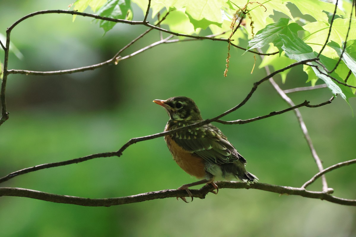 American Robin - ML620774466