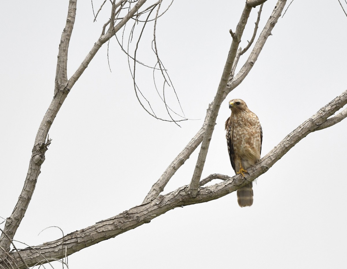 Red-shouldered Hawk - Caleb P.