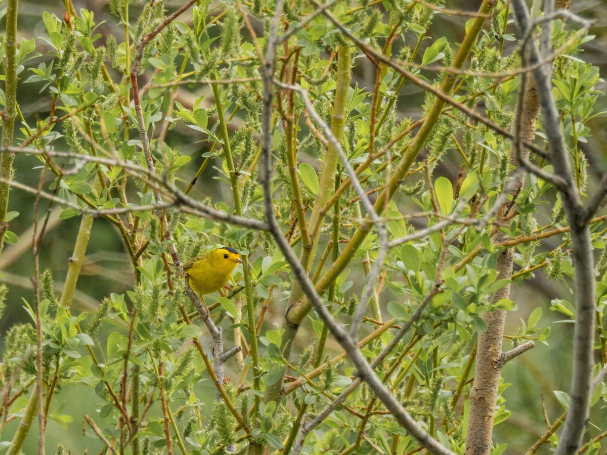 Wilson's Warbler - ML620774477