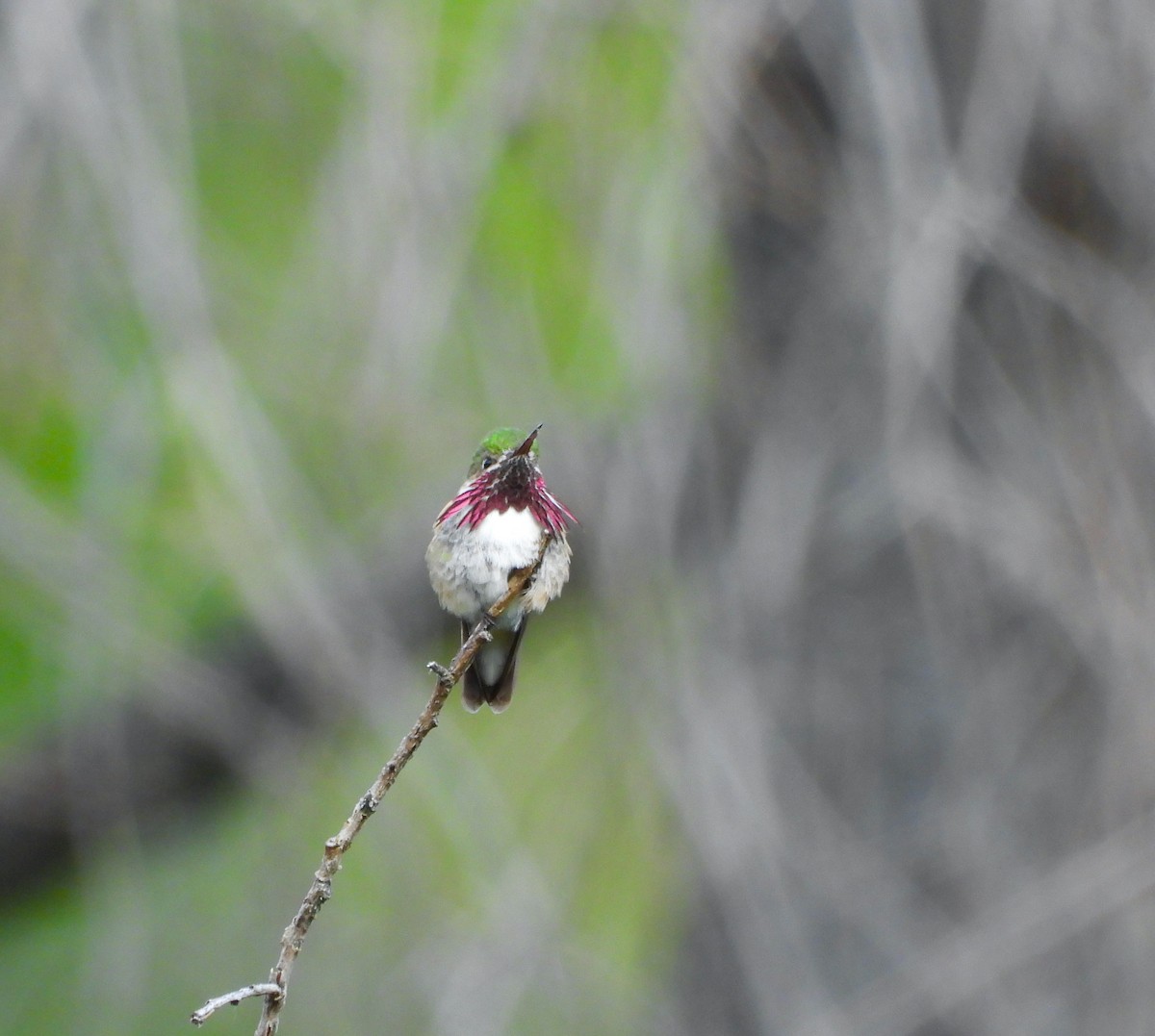 Calliope Hummingbird - ML620774479