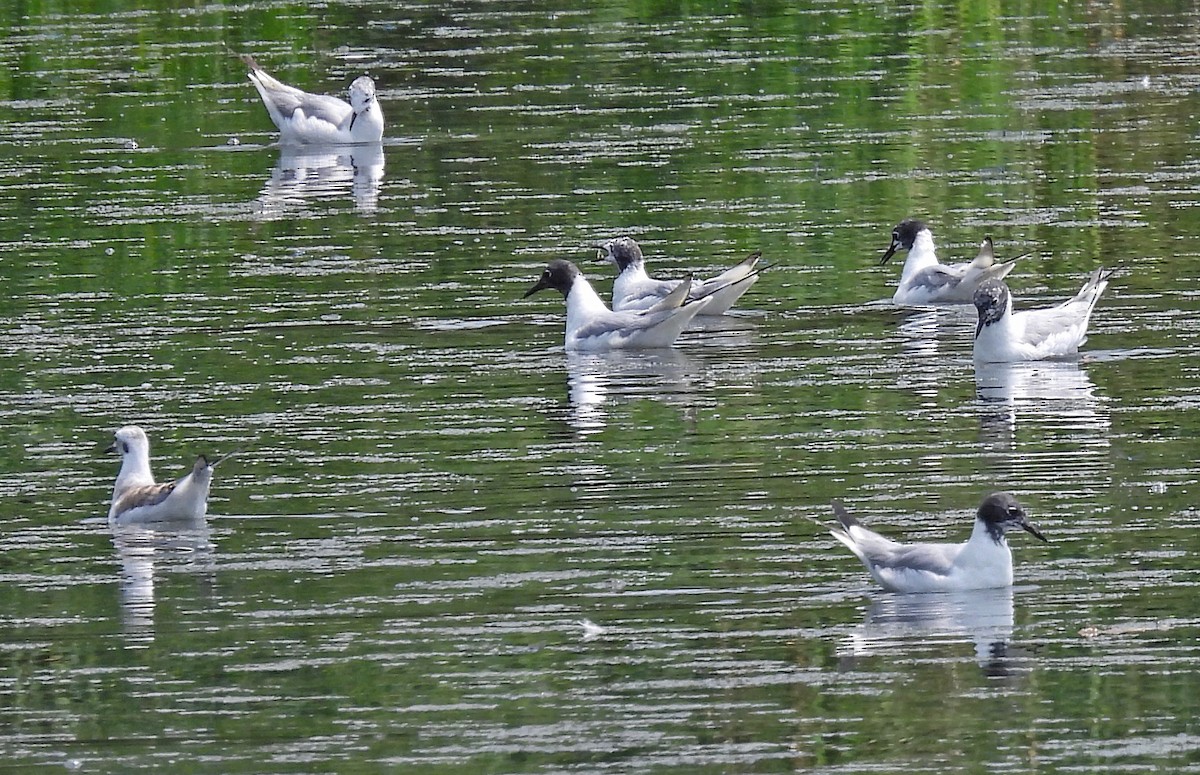 Mouette de Bonaparte - ML620774486