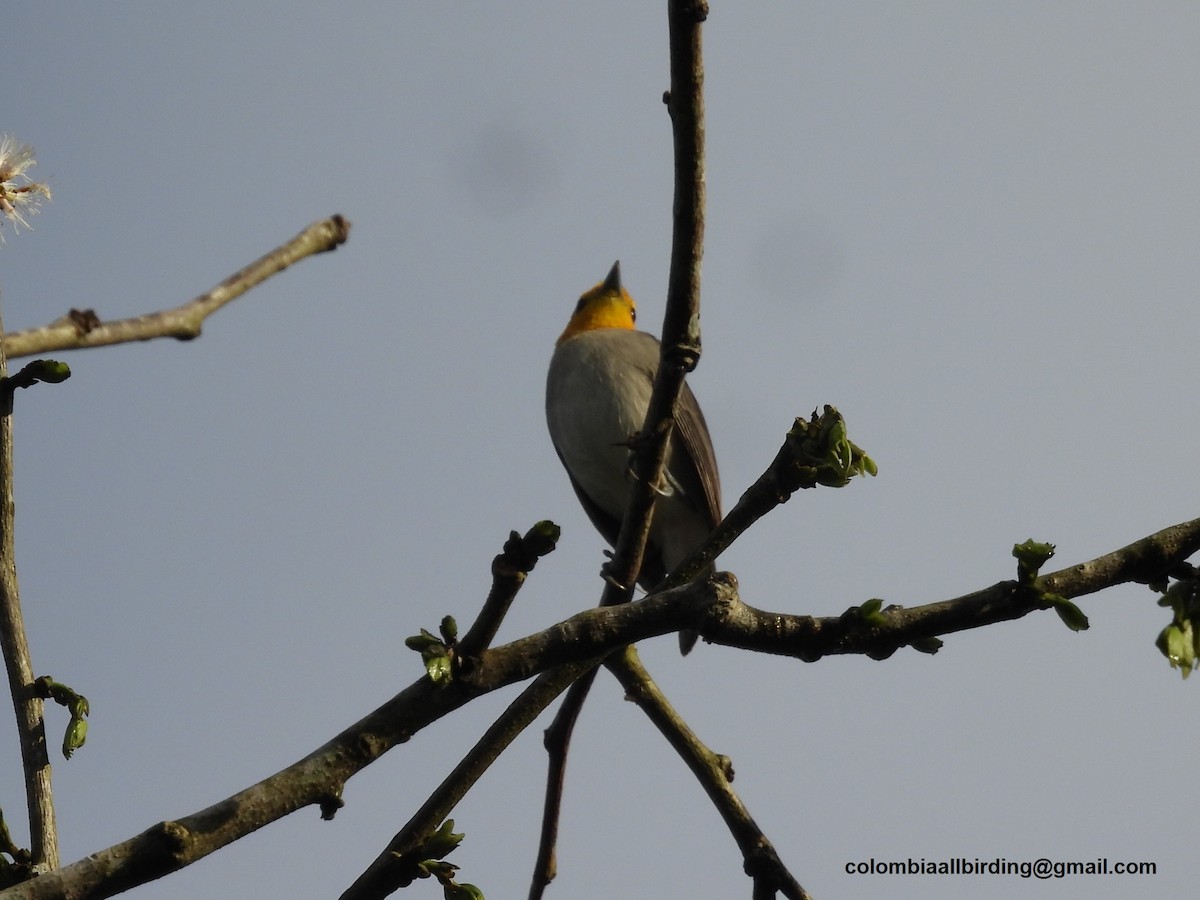 Orange-headed Tanager - ML620774489