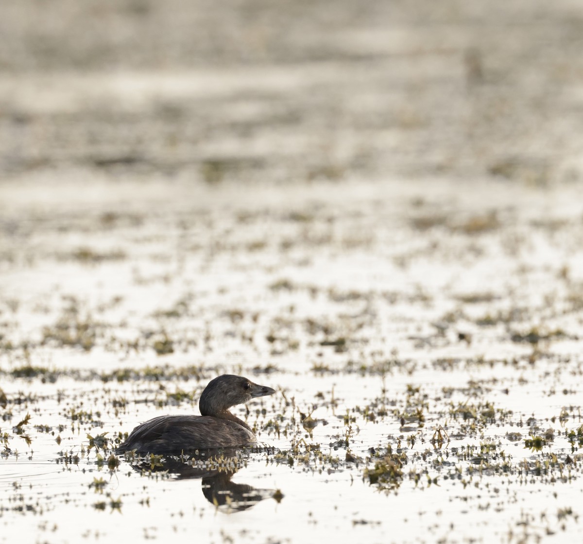 Pied-billed Grebe - ML620774494