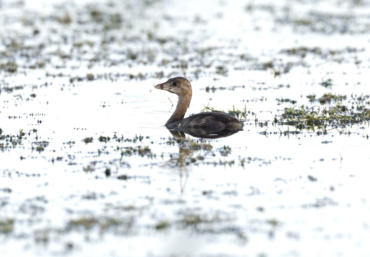 Pied-billed Grebe - ML620774495