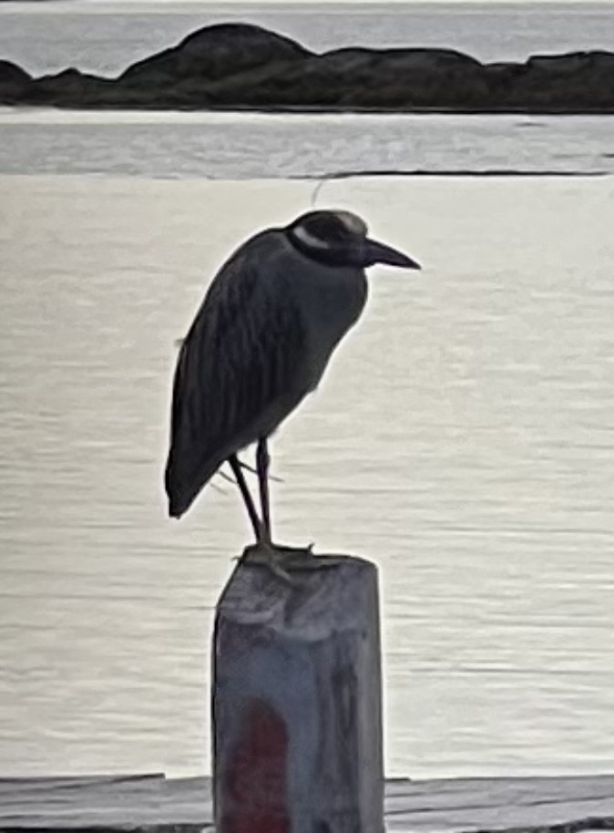 Yellow-crowned Night Heron - ML620774497