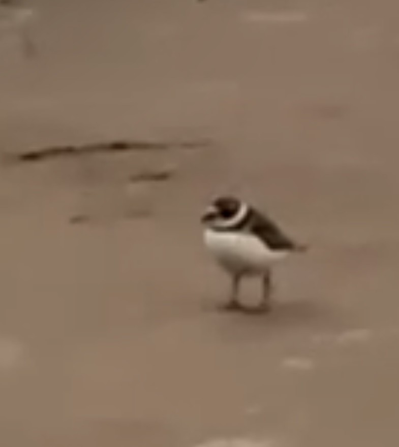 Semipalmated Plover - ML620774509