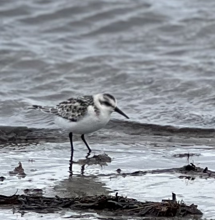 Bécasseau sanderling - ML620774512