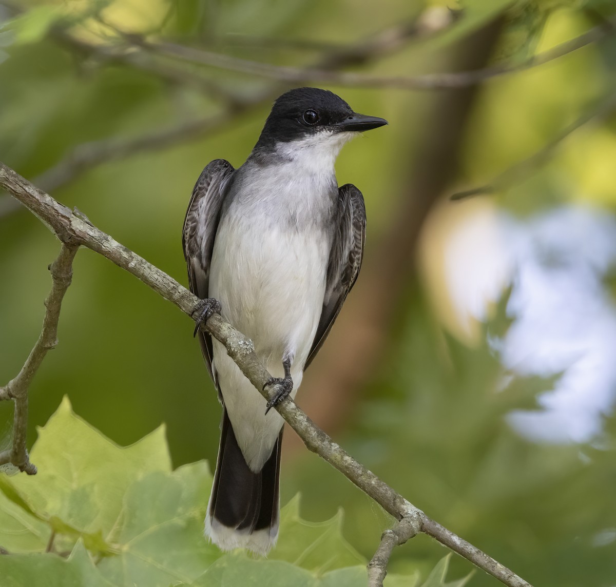 Eastern Kingbird - ML620774515