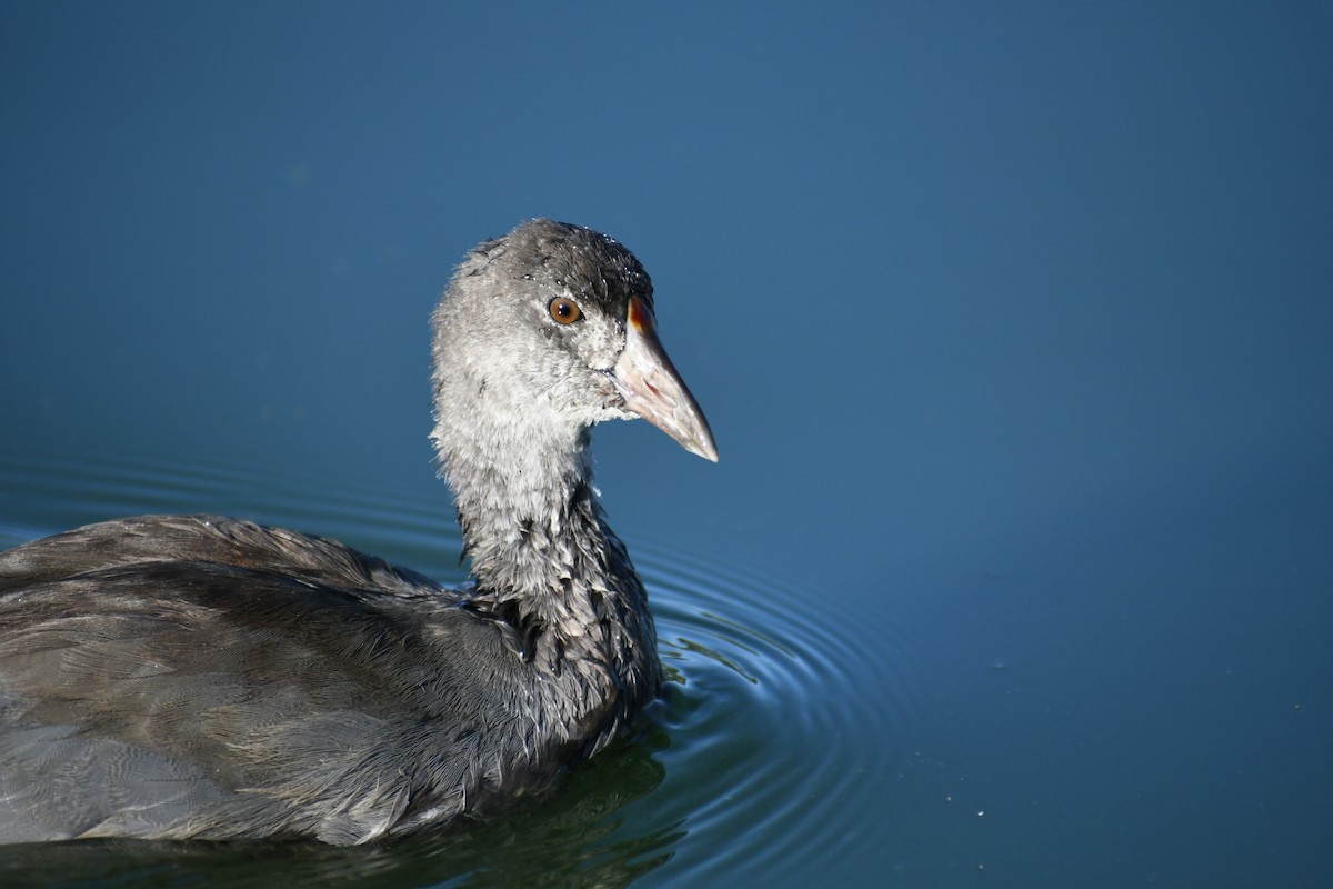 American Coot - ML620774516