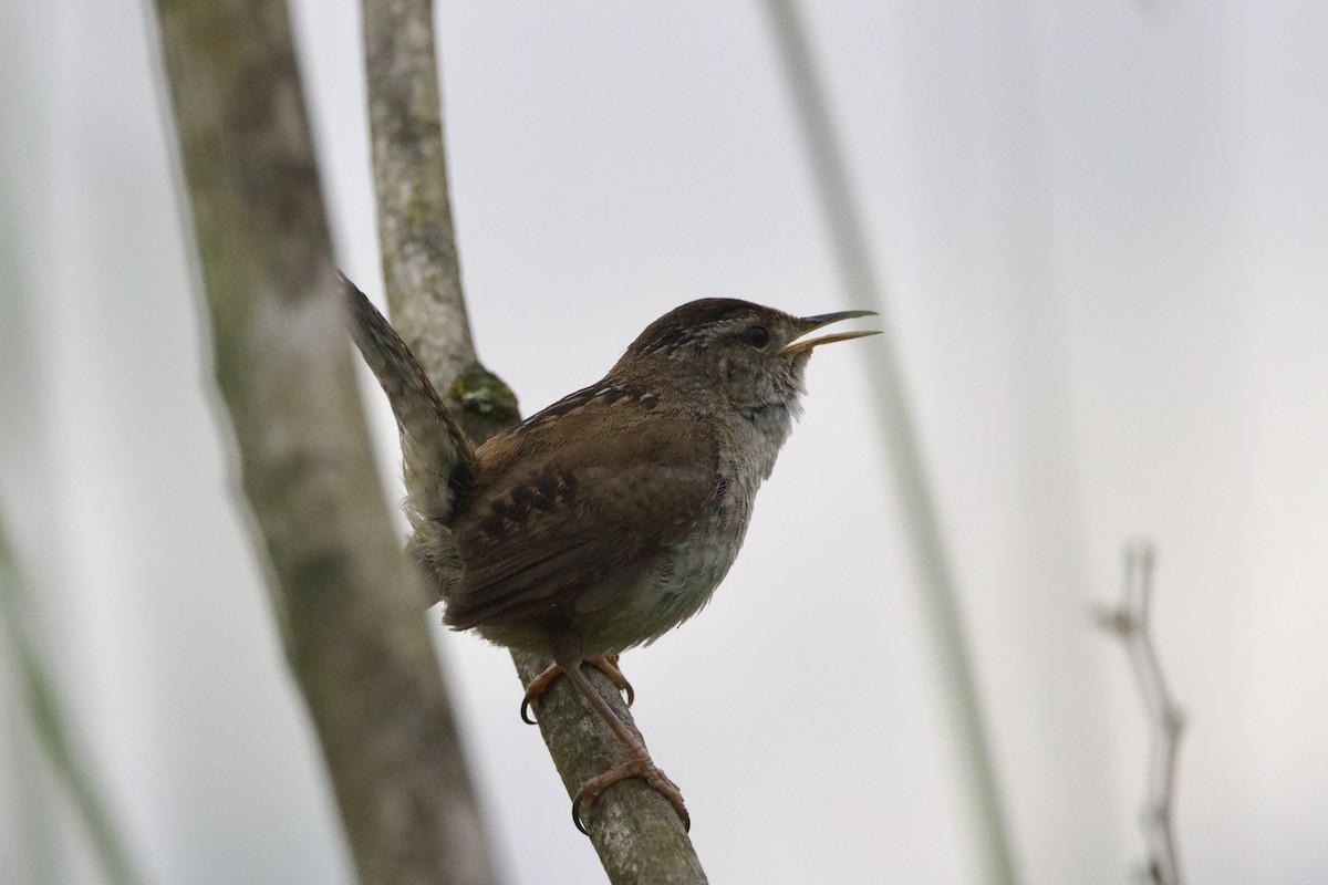 Marsh Wren - ML620774517