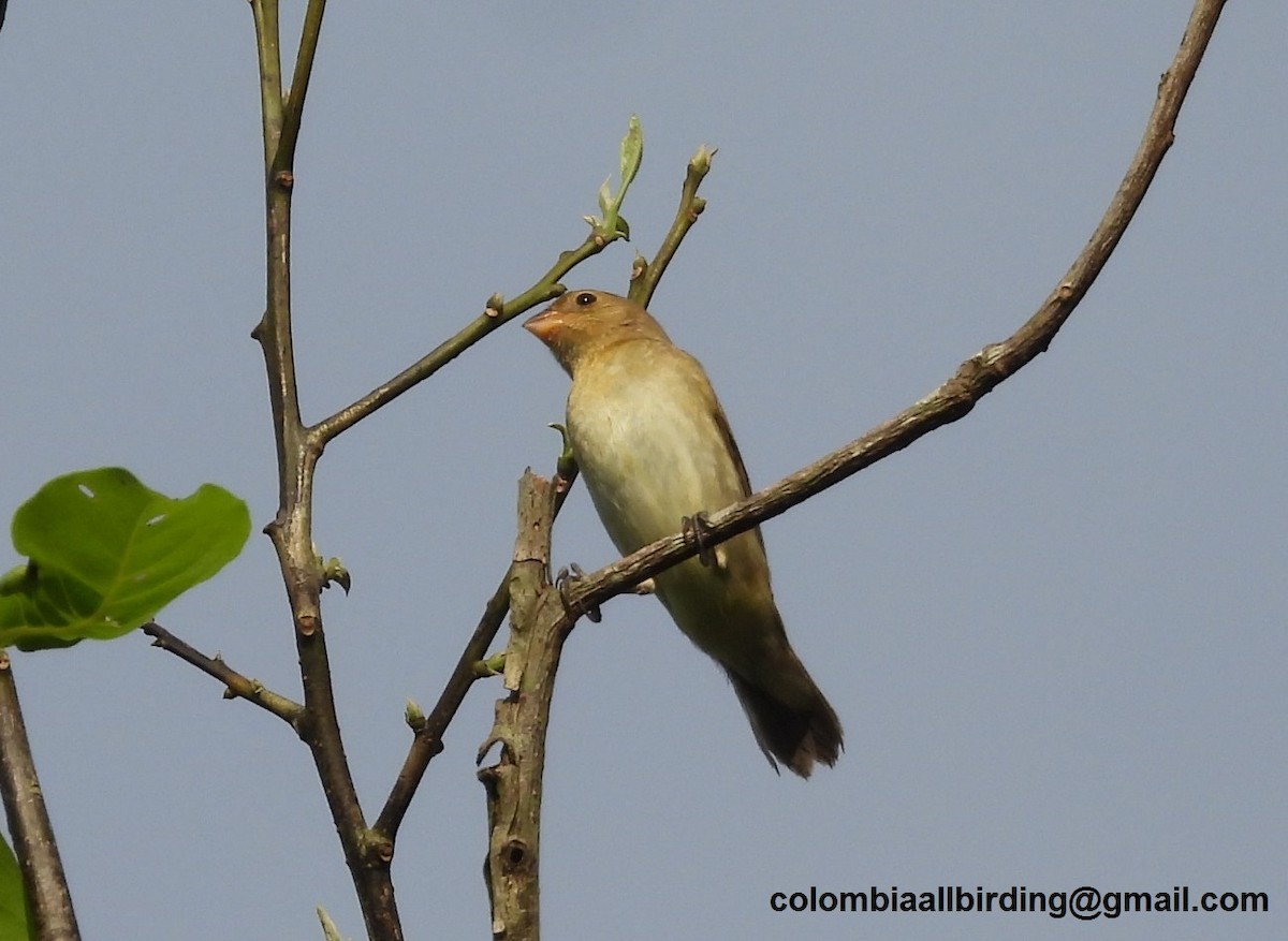 Lined Seedeater - ML620774520