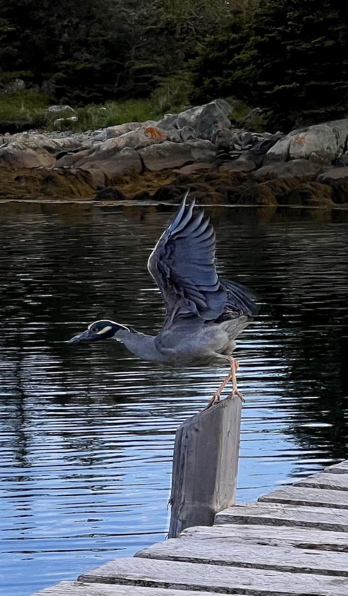 Yellow-crowned Night Heron - ML620774521