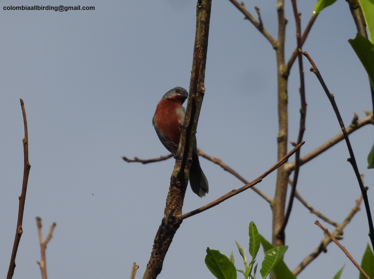 Chestnut-bellied Seedeater - ML620774522