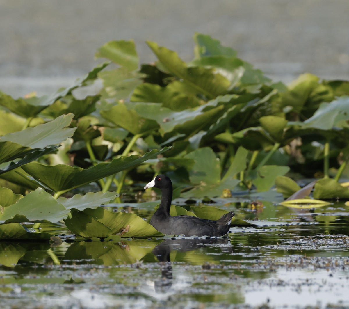 American Coot - ML620774523