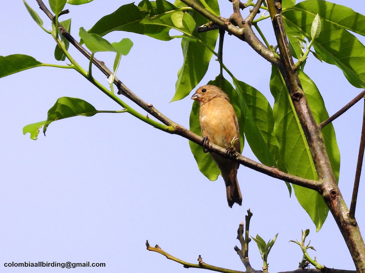 Chestnut-bellied Seedeater - ML620774524