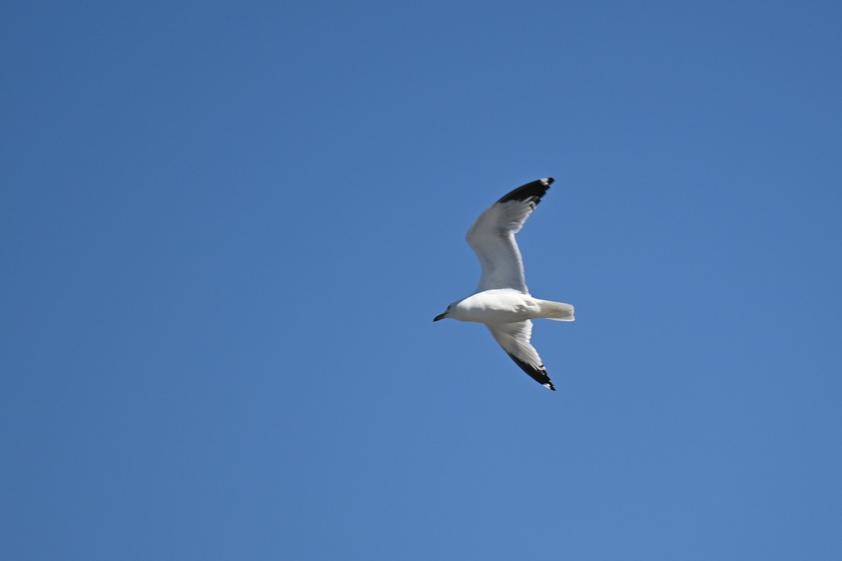 Ring-billed Gull - ML620774534