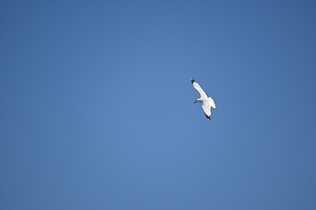 Ring-billed Gull - ML620774536