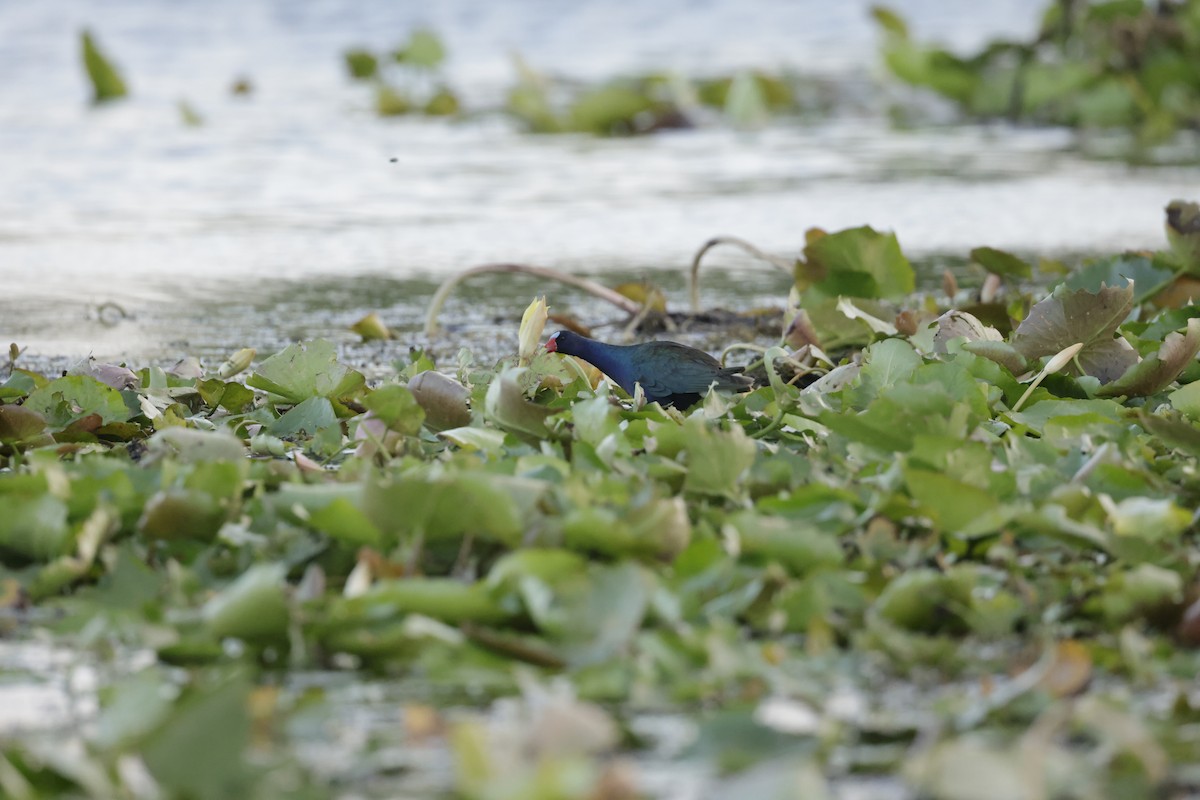 Purple Gallinule - ML620774537