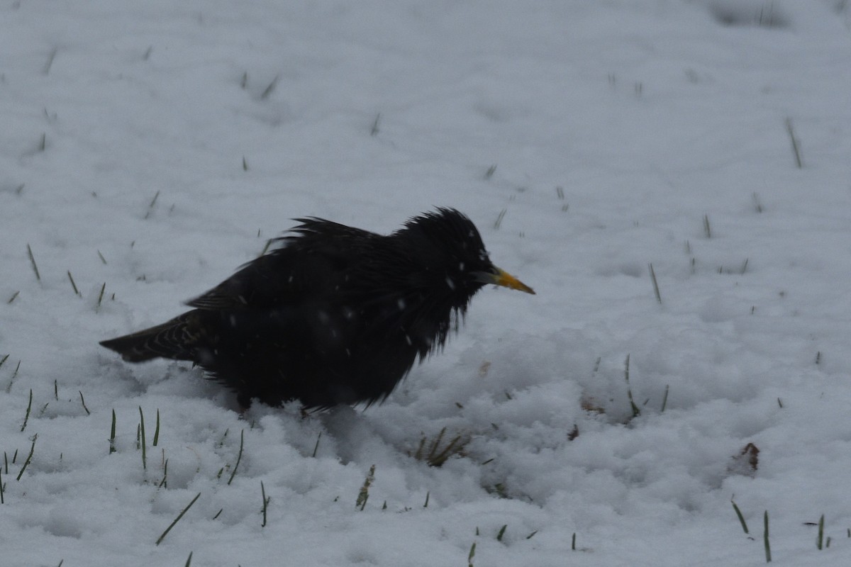 European Starling - ML620774540