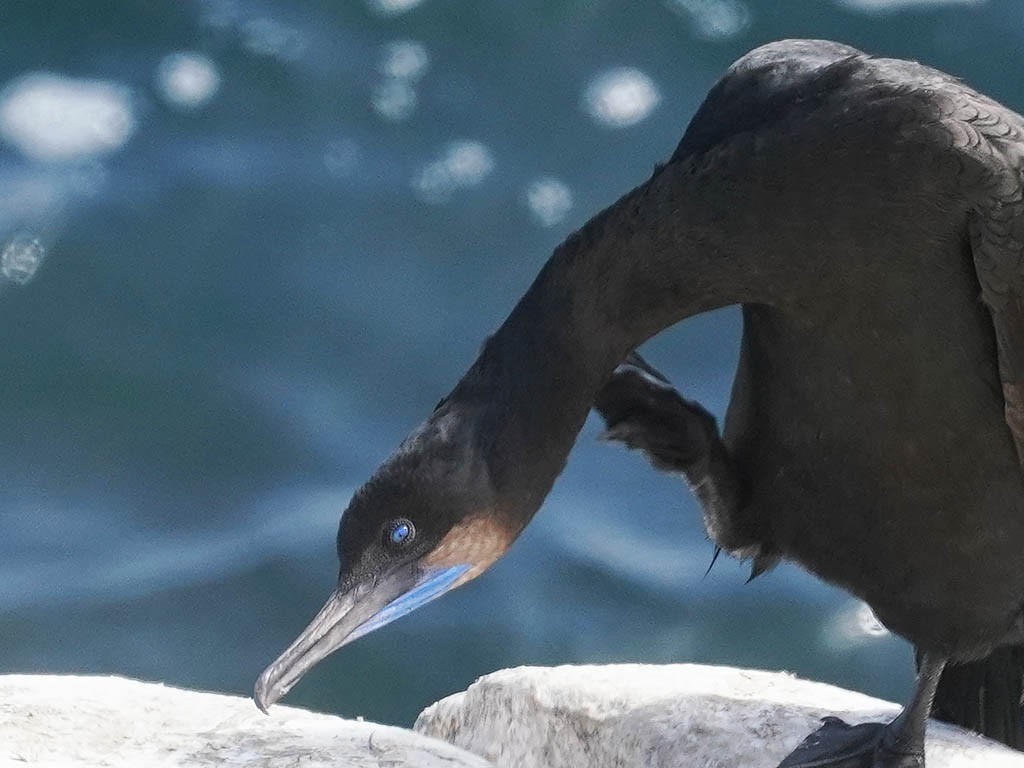 Brandt's Cormorant - ML620774543