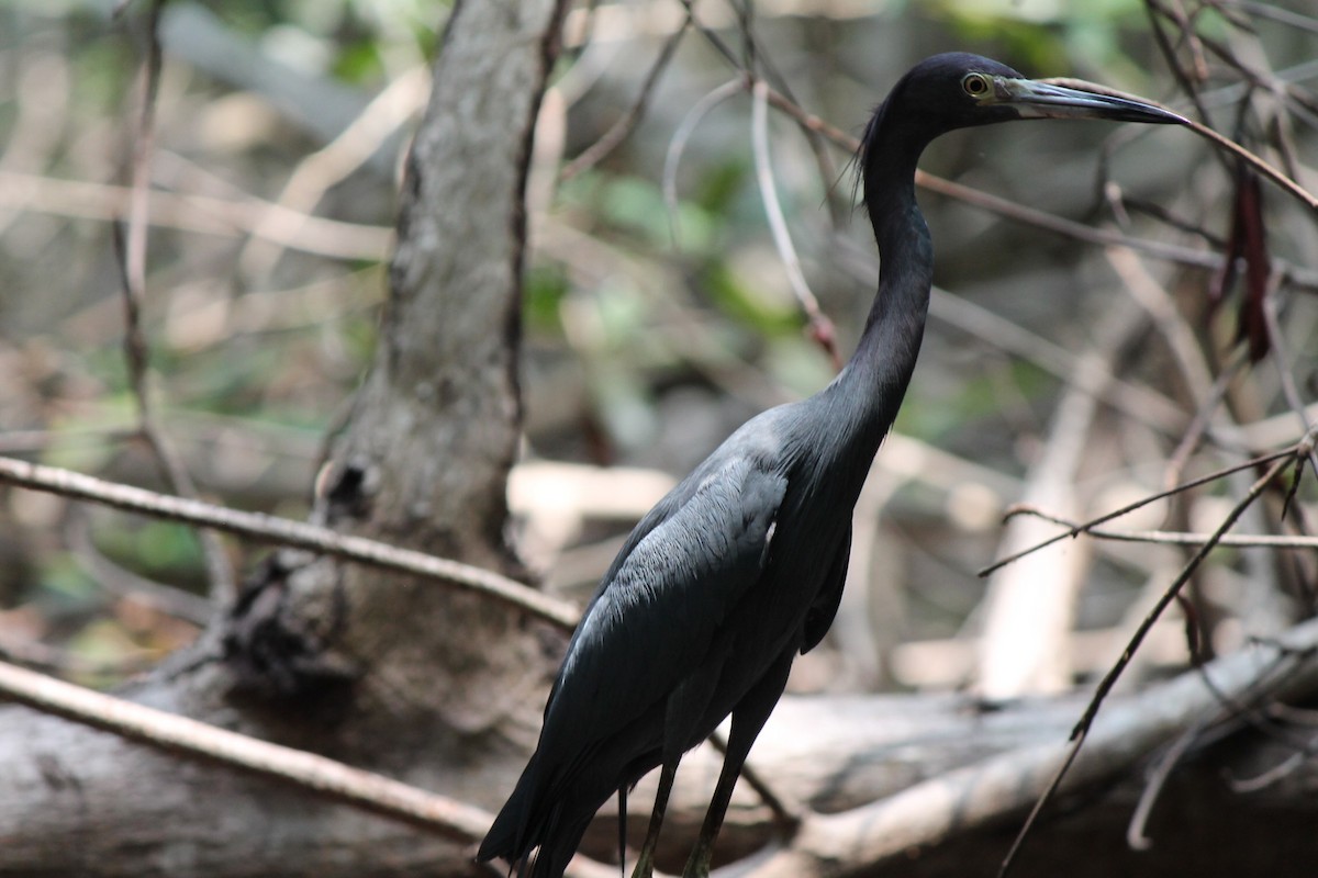 Little Blue Heron - ML620774548