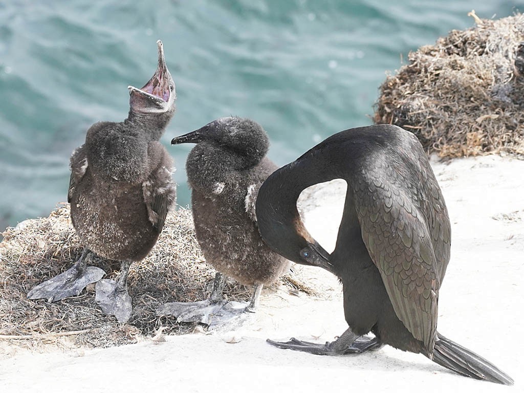 Brandt's Cormorant - ML620774549