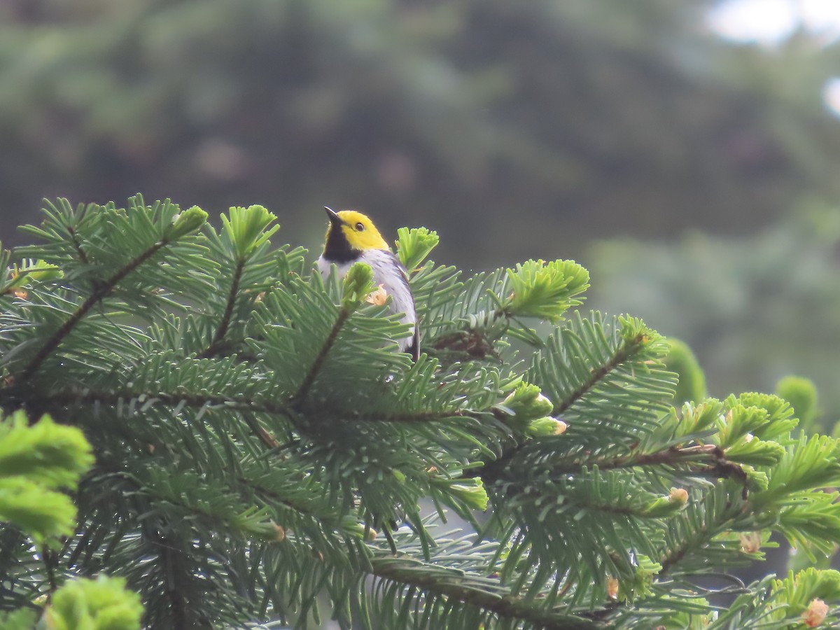 Paruline à tête jaune - ML620774550